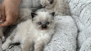 Heilige Birmas Kitten