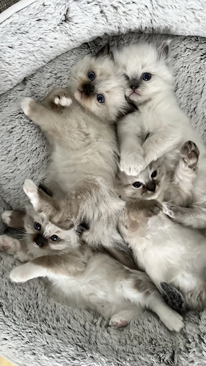 Heilige Birmas Kitten