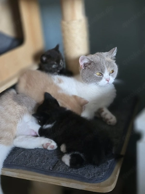 Bkh mix kitten 