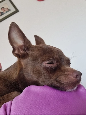  Zuhause gesucht für eine anhängliche Chihuahua-Hündin