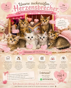 Britisch Kurzhaar Kitten Abgabebereit  Bild 5