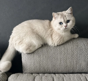 BKH Deckkater Silver Shaded Blaue Augen