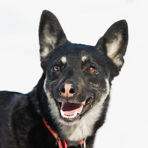 ROXY sucht ein Zuhause 