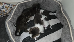 EKH Kitten abzugeben 