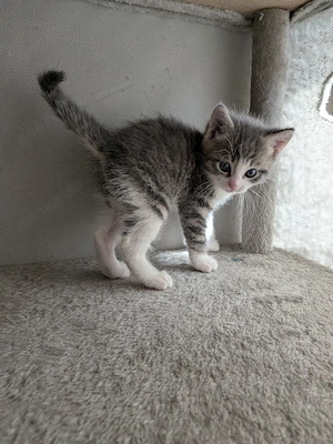 Kitten,Katerchen,9 Wochen alt