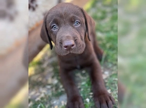 Süße Labrador Retriever Welpen!! Bild 3