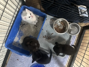 Süße Baby Katzen suchen liebevolles Zuhause 