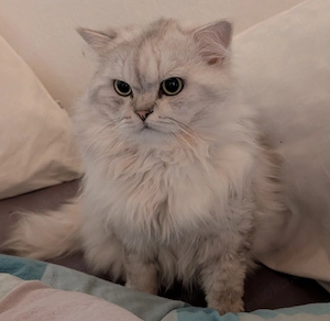 Langhaar Kater sucht neues Zuhause Bild 3