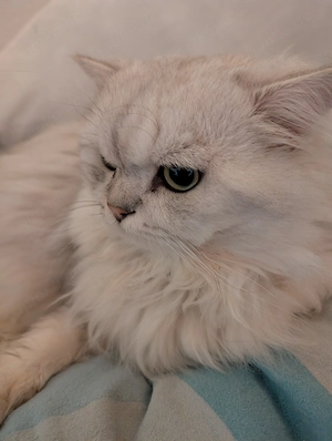 Langhaar Kater sucht neues Zuhause Bild 4