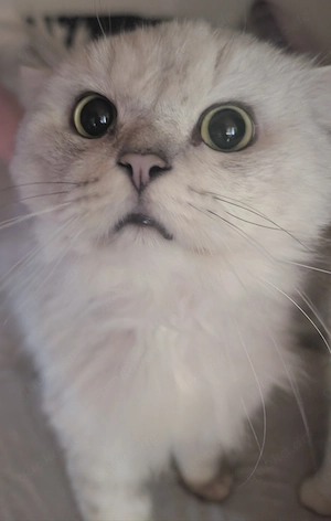 Langhaar Kater sucht neues Zuhause