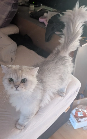 Langhaar Kater sucht neues Zuhause Bild 2