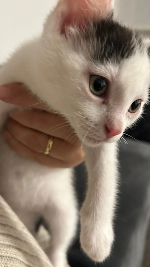 Europäische kurzhaar Katze 