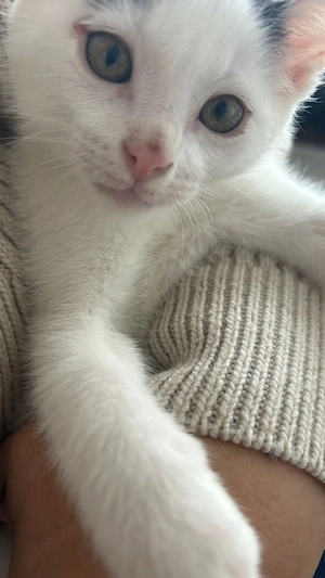 Europäische kurzhaar Katze 