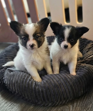 Papillon Welpen mit einem kleinen Hauch Pomchi 