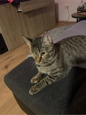Unsere Katzen-Dame Misha sucht ein neues liebevolles Zuhause   