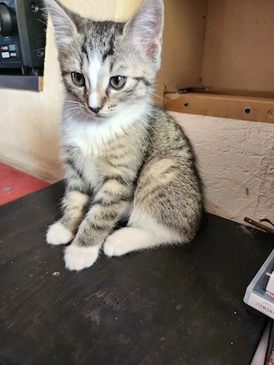 zuckersüße Kitten sind auszugsbereit: noch 1 Kater  Bild 2