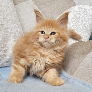 Geimpfte reinrassige Maine-Coon-Kätzchen