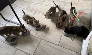 Bengal Katers