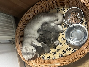 Verkaufe süße Baby Katzen an liebevolles zuhause 