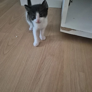 Havana Britisch Kurzhaar Kitten ab Ende Juni abzugeben