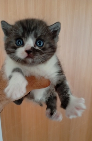 Katzenbabys BKH