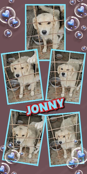 offener, wunderschöner, menschenbezogener, lieber Rüde "Jonny" sucht ein liebevolles Zuhause