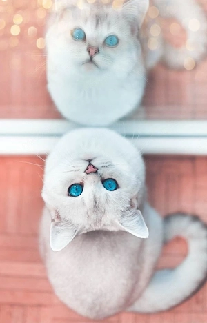 BKH Deckkater Silver Shaded Blaue Augen