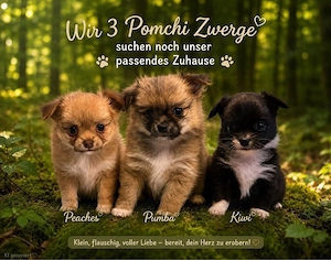  süße Chihuahua Pomchi Welpen 