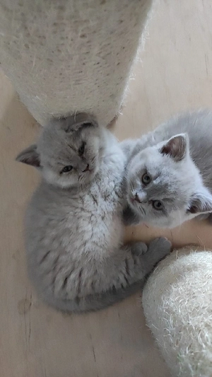 Reinrassige Britisch Kurzhaar Kitten mit Papieren -Stammbaum in lilac