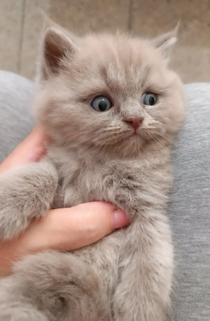 Reinrassige Britisch Kurzhaar Kitten mit Papieren -Stammbaum in lilac