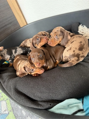 Zwergdackel-Welpen suchen ein liebevolles Zuhause    Bild 8