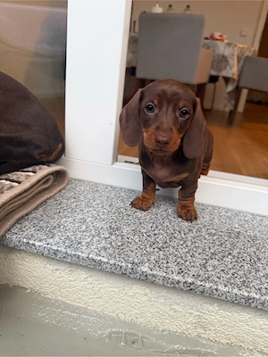 Zwergdackel-Welpen suchen ein liebevolles Zuhause    Bild 5