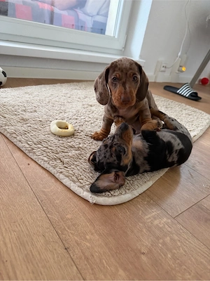 Zwergdackel-Welpen suchen ein liebevolles Zuhause    Bild 6