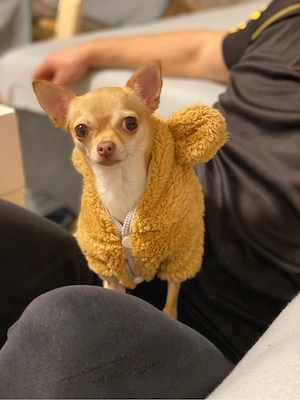 Mini Chihuahua