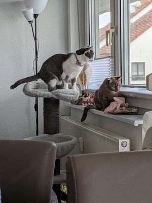 2 Kater BKH + Ausstattung