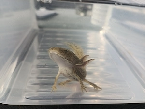 Axolotl Jungtiere