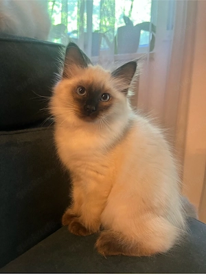 Heilige Birma Kitten   1 Junge sucht ein liebevolles Zuhause   