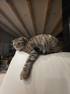 Liebevolles Zuhause für meine Katze gesucht Bild 2