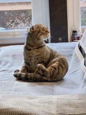 Liebevolles Zuhause für meine Katze gesucht Bild 3
