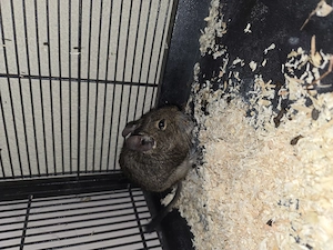 Degu männlich Stall kann dazu gekauft werden 