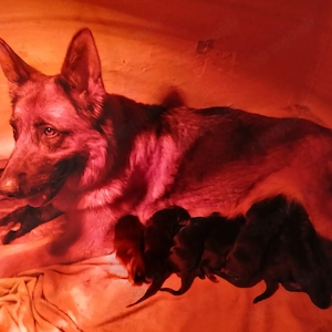 Schäferhundewelpen schwarz-braun mit Papieren 