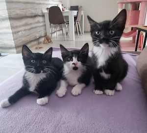 Bkh mix nur 3 Kater 