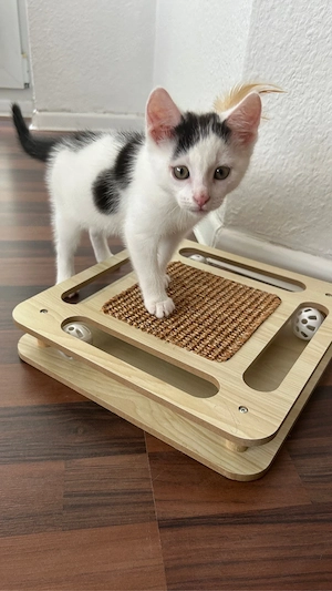 EKH kitten 
