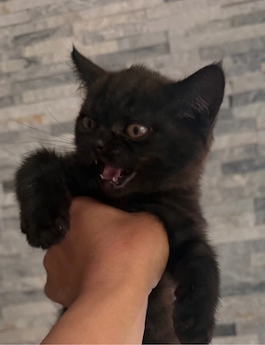 bkh kitten reinrassig AUSZUG  HEUTE die letzten 3 mädchen 