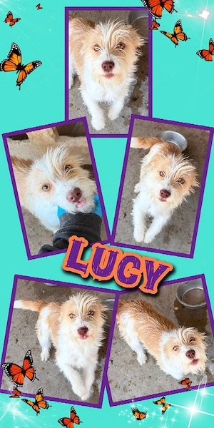 liebe, lustige, verspielte, menschenbezogene Hündin "Lucy" sucht ein liebevolles Zuhause