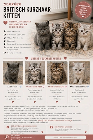 Süße BKH Kitten zum lieb haben 
