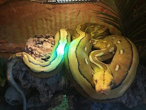 1.0 Netzpython 