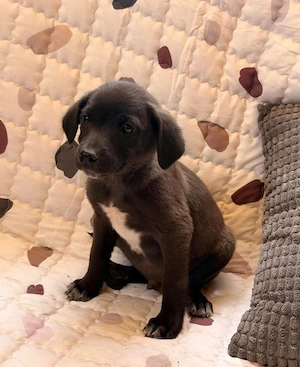 Rico - Labrador Mix sucht Zuhause! Bild 3