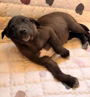 Rico - Labrador Mix sucht Zuhause! Bild 2