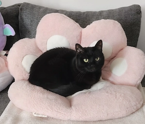 2 Katzen suchen ein neues Zuhause (Dringend)